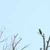 インドシナゴシキドリ Annam Barbet