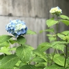 紫陽花の雨受けて白青み帯ぶ（あ）