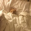 「仮眠は脳にいい？」トピックスを使って英単語を学習♡Day25
