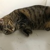 この2日の日記