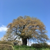 醍醐桜（岡山県真庭市）～山里の丘の上にそびえる一本桜