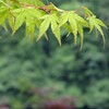 今年の紫陽花は少し早いような・・・