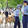 【衝撃】奈良の鹿、命奪う凶器に？知らぬと危険な意外な真実