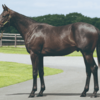 【2021年産】インゼルサラブレットクラブ　一口馬主　馬体・血統診断