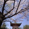 平和堂の桜