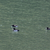 ダム湖の水鳥