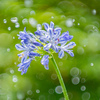 梅雨時の庭の花