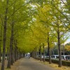 科学万博記念公園の銀杏～つくば市とその周辺の風景写真案内（１１７９） 