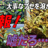 ウソだろ…大切に育てていたブセファランドラ コッパー大株消失！？