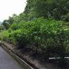 雨のち晴れ、輝く花と空へ：自転車散歩：ポタリング