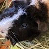 モルモットのアルト