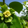 カキの雌花とイチョウの挿し木の続報