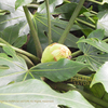 ヤツデ、八つ手、Fatsia japonica