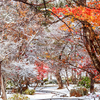 【現代詩】「風と雪」　季節の間に雑に積もるものたちのイメージ　現代詩の試み