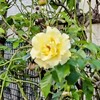 白山の薔薇