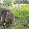 親子3代でのお出掛け【五月山動物園】