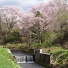 上南部　姫桜　２０１８