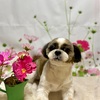 お客様ワンちゃん