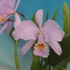 Cattleya gaskelliana f.concolor