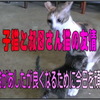 子猫と叔母さん猫の友情