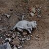 子猫は寒さと飢えに震えながら静かに死を待つだけだった