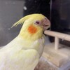 オカメインコに名前がつきました