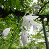 ギボウシ,白い花　plantain lily