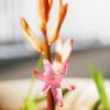 開花継続中他