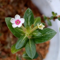 ガーデニング日記：冬越しの花苗と野鳥たち