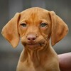 ニューラリンク、始まる。。