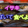 【釣り魚料理・さばき方動画】夏が旬のイサキをさばいて食べてみよう！