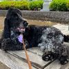 削除した写真を復元できた・・・グーグルフォトと写真(iOS)の違い