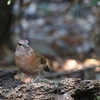 コシアオヤイロチョウ Blue-rumped Pitta