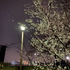 夜桜