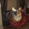 お天気の日のうちのこのかわいいところ。