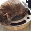 猫壱の爪とぎと肉球柄の菜箸