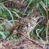 神戸森林植物園。トラツグミ、カケス、ミヤマホオジロ、アオジ、アカゲラ、ルリビタキ、ヒガラ、ヤマガラ、ホオジロ、モズ、シロハラ。フクジュソウ、セツブンソウ、ユキワリイチゲ、バイカオウレン。