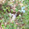 ミナミハイガシラスズメ Southern Gray-headed Sparrow