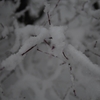OM-D EM1 Mark Ⅱは、雪が降るシーンでの撮影も安心❄️