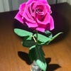 知らなかった。薔薇って1ヶ月ももつものだったのか…