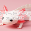 ウーパールーパーは大人になると気持ち悪い？見た目の変化に驚く前に知っておきたいこと