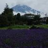 ラベンダー畑と富士山