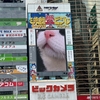 【エムPの昨日夢叶（ゆめかな）】第2918回『愛猫レフの超アップ写真が渋谷愛ビジョンで放映されたにゃん夢叶なのだ！？』  [6月5日]