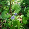 カキドオシの花