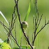 2021年6月の野鳥(2)