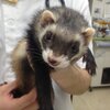 【里親募集】飼育放棄フェレット(セーブル系)推定７才【神奈川近郊】 #ferret #kanagawa