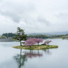 八重桜