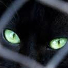 黒猫は悪魔の使い？