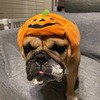 モックハロウィン！