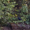 オオルリチョウ Blue-whistling Thrush